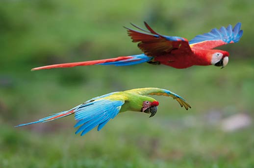 A rare Green Macaw flying with a Scarlet Macaw